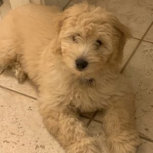 Meet your Posher, Mili